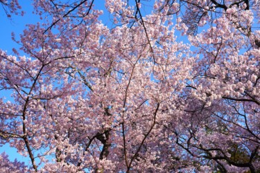 Fotografie getiteld "Cherry blossoms in…" door Svalvald Photo, Origineel Kunstwerk, Digitale fotografie