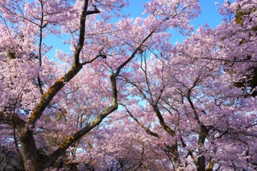 Φωτογραφία με τίτλο "Cherry blossoms in…" από Svalvald Photo, Αυθεντικά έργα τέχνης, Ψηφιακή φωτογραφία