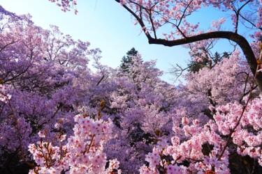 Photography titled "Cherry blossoms in…" by Svalvald Photo, Original Artwork, Digital Photography