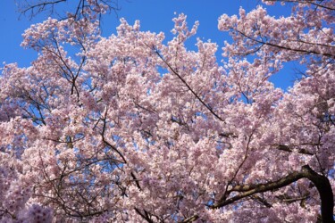 Photography titled "Cherry blossoms in…" by Svalvald Photo, Original Artwork, Digital Photography