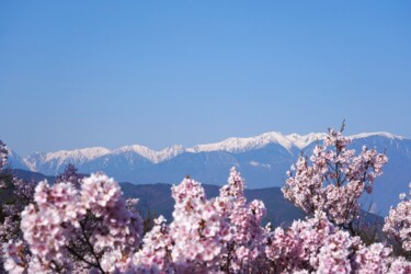 Fotografie mit dem Titel "Cherry blossoms in…" von Svalvald Photo, Original-Kunstwerk, Digitale Fotografie
