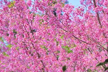 Photography titled "Izu-toizakura bloom…" by Svalvald Photo, Original Artwork, Digital Photography
