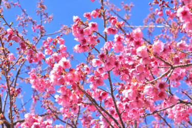 Photographie intitulée "Izu-toizakura bloom…" par Svalvald Photo, Œuvre d'art originale, Photographie numérique