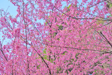 Photographie intitulée "Izu-toizakura bloom…" par Svalvald Photo, Œuvre d'art originale, Photographie numérique