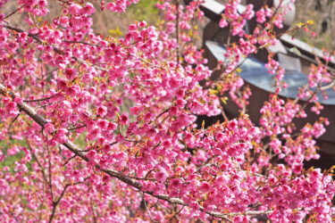 Fotografia intitolato "Izu-toizakura bloom…" da Svalvald Photo, Opera d'arte originale, Fotografia digitale