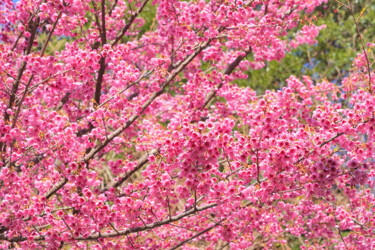 Fotografía titulada "Izu-toizakura bloom…" por Svalvald Photo, Obra de arte original, Fotografía digital