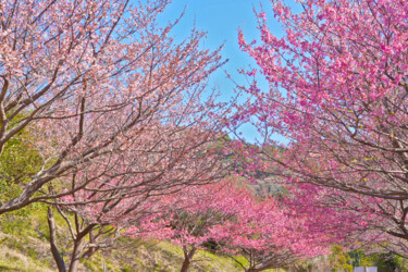 Fotografia intitulada "Izu-toizakura bloom…" por Svalvald Photo, Obras de arte originais, Fotografia digital