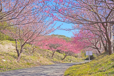 Fotografía titulada "Izu-toizakura bloom…" por Svalvald Photo, Obra de arte original, Fotografía digital