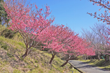 "Izu-toizakura bloom…" başlıklı Fotoğraf Svalvald Photo tarafından, Orijinal sanat, Dijital Fotoğrafçılık