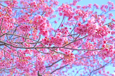 「Izu-toizakura bloom…」というタイトルの写真撮影 Svalvald Photoによって, オリジナルのアートワーク, デジタル