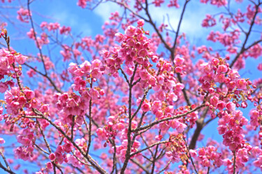 Photographie intitulée "Izu-toizakura bloom…" par Svalvald Photo, Œuvre d'art originale, Photographie numérique