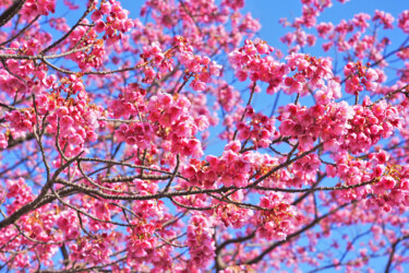 Фотография под названием "Izu-toizakura bloom…" - Svalvald Photo, Подлинное произведение искусства, Цифровая фотография