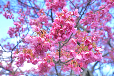 Fotografia intitulada "Izu-toizakura bloom…" por Svalvald Photo, Obras de arte originais, Fotografia digital