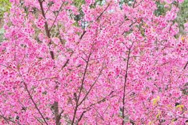 Φωτογραφία με τίτλο "Izu-toizakura bloom…" από Svalvald Photo, Αυθεντικά έργα τέχνης, Ψηφιακή φωτογραφία