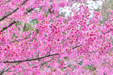 "Izu-toizakura bloom…" başlıklı Fotoğraf Svalvald Photo tarafından, Orijinal sanat, Dijital Fotoğrafçılık