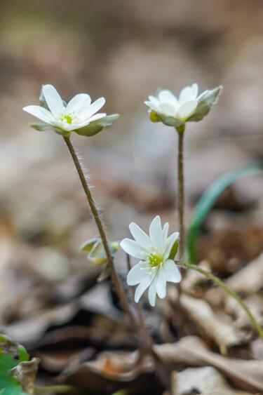 Photographie intitulée "Misumisou bloom in…" par Svalvald Photo, Œuvre d'art originale, Photographie numérique