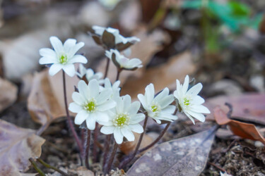 Photography titled "Misumisou bloom in…" by Svalvald Photo, Original Artwork, Non Manipulated Photography