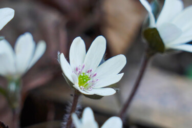 Photographie intitulée "Misumisou bloom in…" par Svalvald Photo, Œuvre d'art originale, Photographie numérique