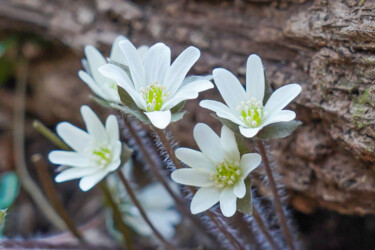 Photography titled "Misumisou bloom in…" by Svalvald Photo, Original Artwork, Non Manipulated Photography