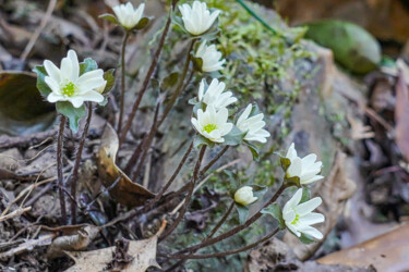 Fotografia intitolato "Misumisou bloom in…" da Svalvald Photo, Opera d'arte originale, Fotografia digitale