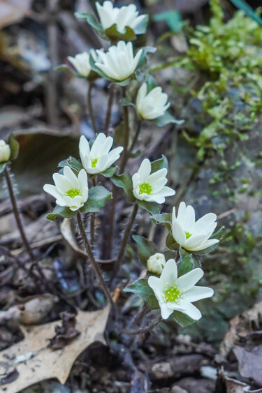 Photography titled "Misumisou bloom in…" by Svalvald Photo, Original Artwork, Non Manipulated Photography