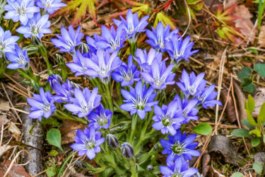 Photographie intitulée "Harurindou blooms l…" par Svalvald Photo, Œuvre d'art originale, Photographie numérique