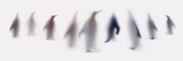 「WILD LENS - PENGUINS」というタイトルの写真撮影 Sven Pfrommerによって, オリジナルのアートワーク, アナログプリント アルミニウムにマウント