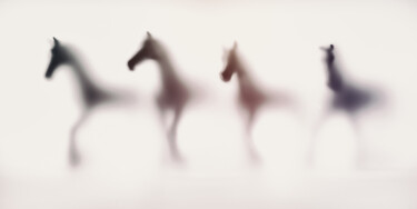 제목이 "WILD LENS - HORSES…"인 사진 Sven Pfrommer로, 원작, 아날로그 프린트 알루미늄에 장착됨