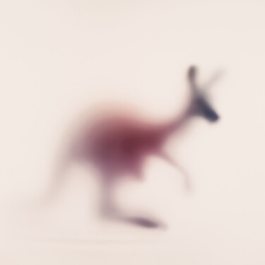 摄影 标题为“WILD LENS - KANGAROO” 由Sven Pfrommer, 原创艺术品, 模拟打印 安装在铝上