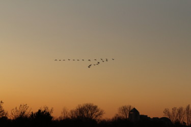 Photography titled "Geese" by Sebrede, Original Artwork, Digital Photography