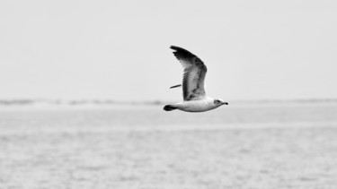 Photographie intitulée "Fly" par Sebrede, Œuvre d'art originale, Photographie numérique