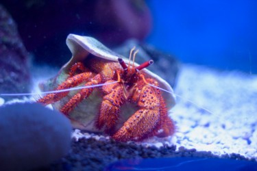 Photographie intitulée "Crab" par Sebrede, Œuvre d'art originale, Photographie numérique