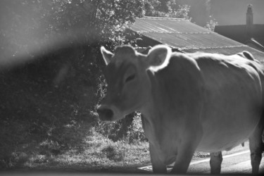 Fotografia intitolato "cow" da Sebrede, Opera d'arte originale, Fotografia digitale