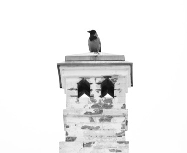 Фотография под названием "Ворона" - Sebrede, Подлинное произведение искусства, Цифровая фотография