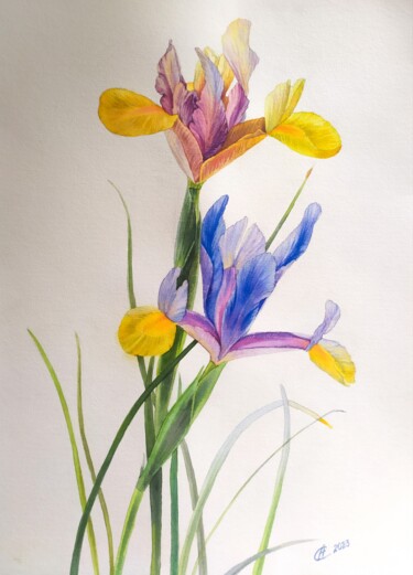 Malerei mit dem Titel "Irises" von Svitlana Oleksandrova, Original-Kunstwerk, Aquarell