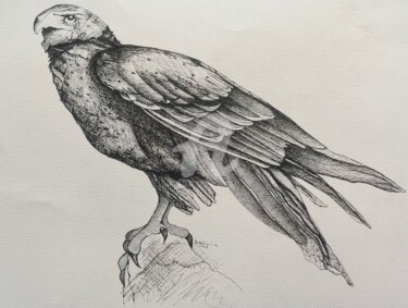 Tekening getiteld "Eagle 2023" door Syed Akheel, Origineel Kunstwerk, Inkt