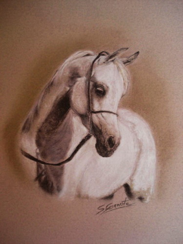 Painting titled "Etalon arabe blanc" by Sylvie Geneste, Original Artwork, Pastel