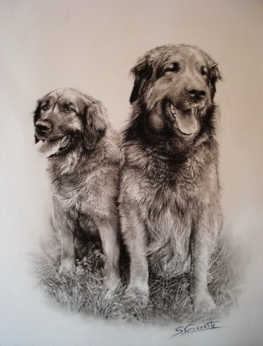 Drawing titled "Chiens Leonbergers" by Sylvie Geneste, Original Artwork, Charcoal