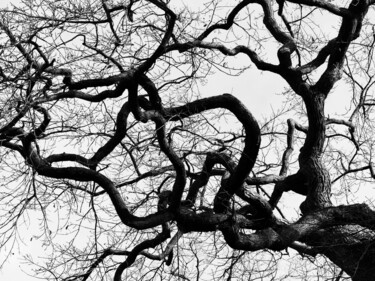 Fotografia intitulada "écriture de l'arbre…" por Sylvain Aubry (sylvain Aubrys), Obras de arte originais, Fotografia Não Man…
