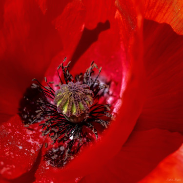 Photography titled "Le Coquelicot" by Sylvain Manguer, Original Artwork