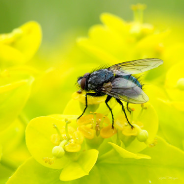 Photography titled "Butiner" by Sylvain Manguer, Original Artwork