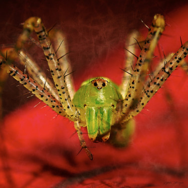 Photographie intitulée "Une Araignée" par Sylvain Manguer, Œuvre d'art originale