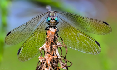 Фотография под названием "Odonata - Libellule" - Sylvain Manguer, Подлинное произведение искусства
