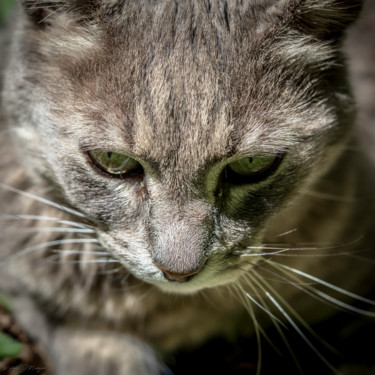 Photography titled "Portrait de Chat" by Sylvain Manguer, Original Artwork