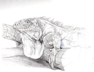 Drawing titled "Iguane" by Sylvère Dusong, Original Artwork, Pencil