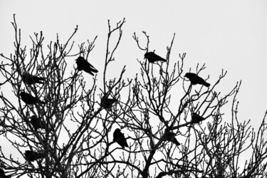 Photography titled "The Crows" by Sylvestre Bonnet, Original Artwork, Non Manipulated Photography
