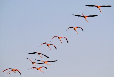 Photographie intitulée "Les Flamands I" par Sylvestre Bonnet, Œuvre d'art originale, Photographie non manipulée