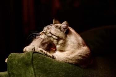 Фотография под названием "The Cat I" - Sylvestre Bonnet, Подлинное произведение искусства, Не манипулируемая фотография