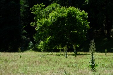 Fotografia zatytułowany „Le Pré” autorstwa Sylvestre Bonnet, Oryginalna praca, Fotografia nie manipulowana