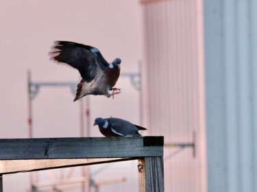 Photographie intitulée "The pigeons" par Sylvestre Bonnet, Œuvre d'art originale, Photographie non manipulée